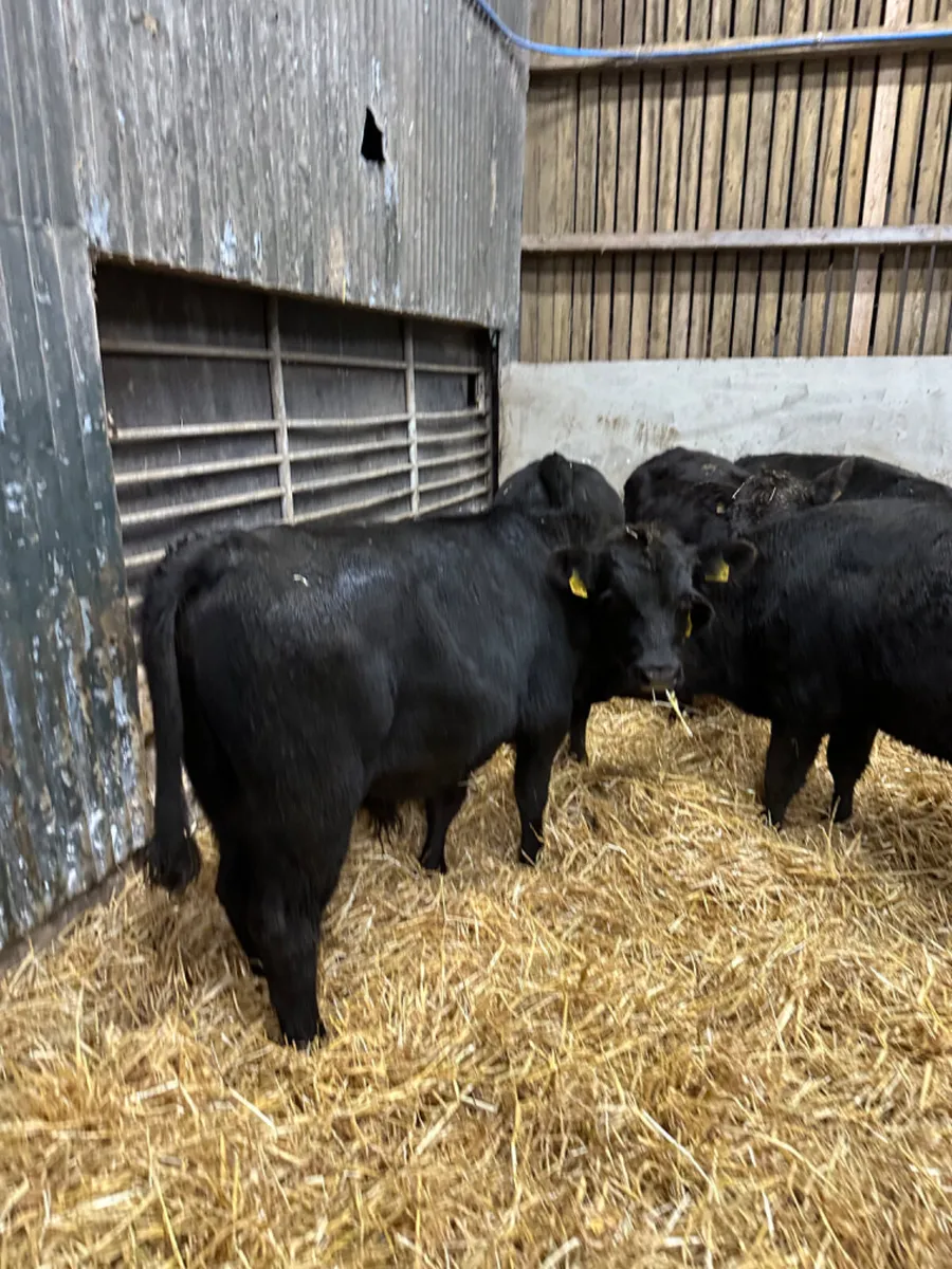 Angus bulls - Image 4