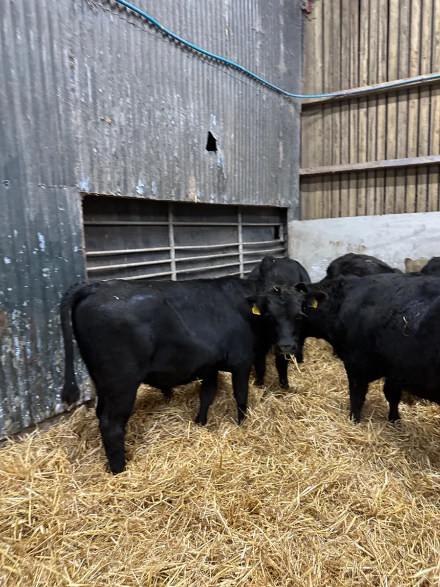 Angus bulls - Image 3