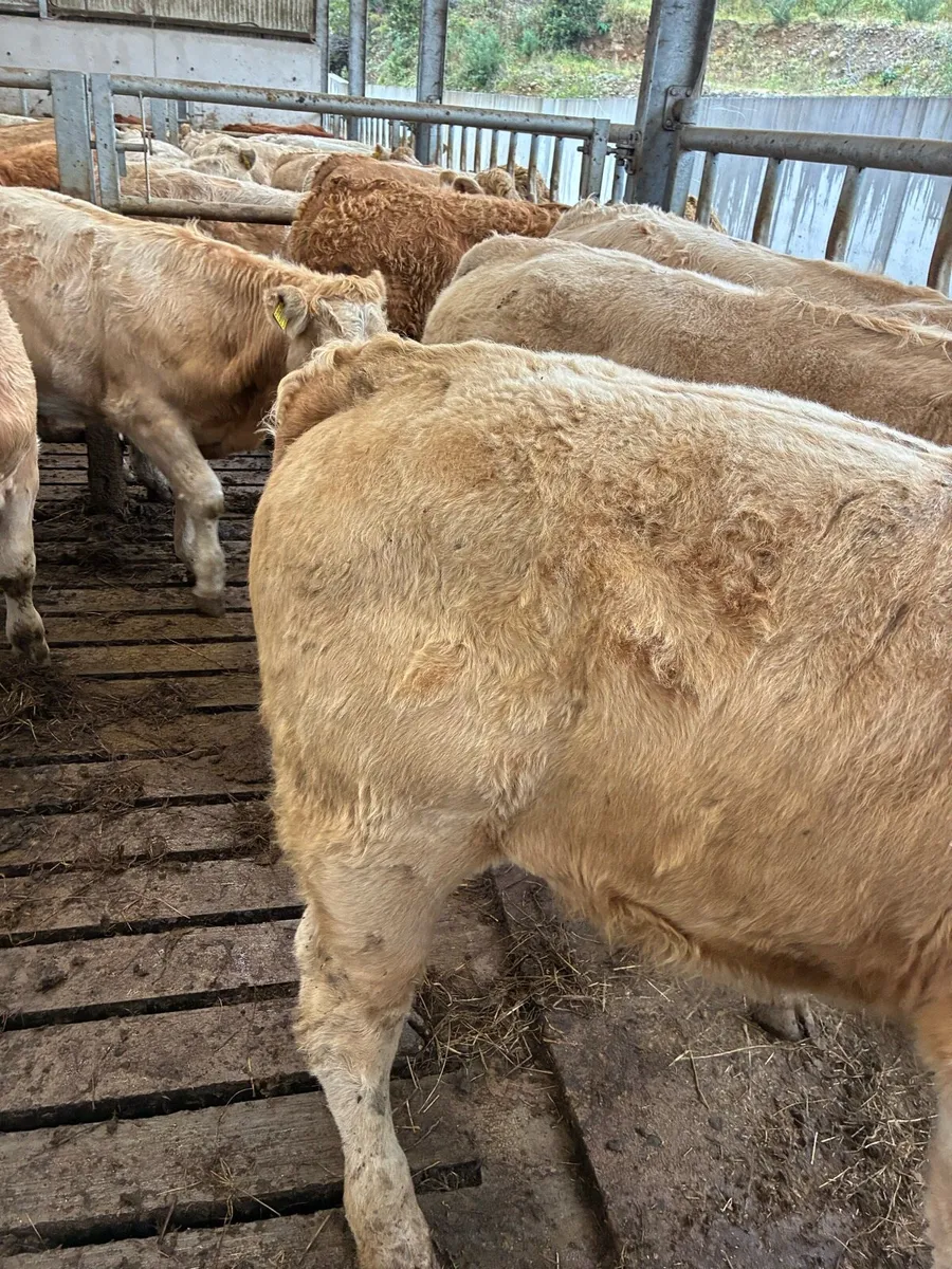 SUPER QUALITY CH/LIM BULL WEANLINGS 340/350KG - Image 2