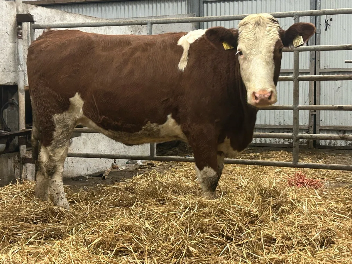 2 simental incalf heifers - Image 2