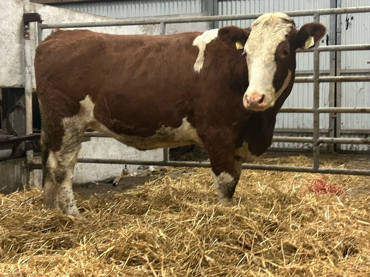 2 simental incalf heifers - Image 3