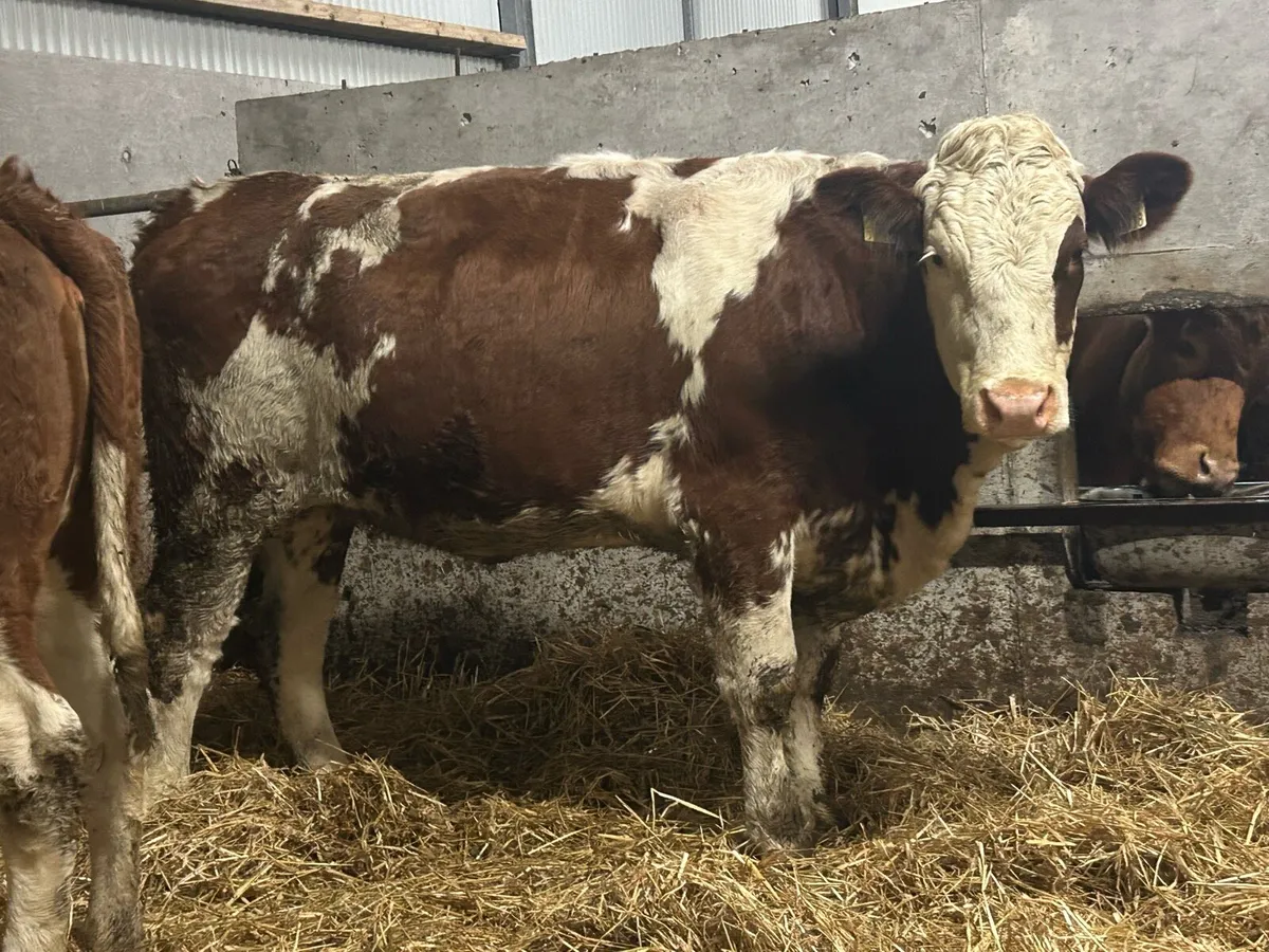 2 simental incalf heifers - Image 4