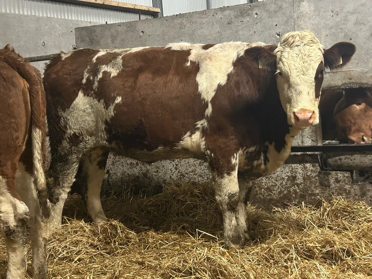 2 simental incalf heifers - Image 1