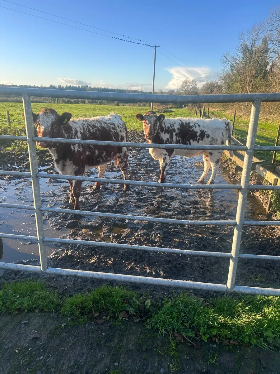 4 Heifers - Image 1