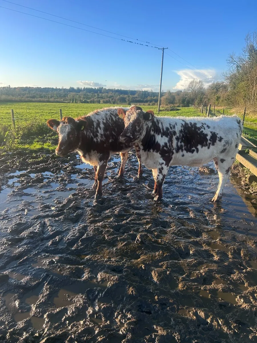 4 Heifers - Image 3