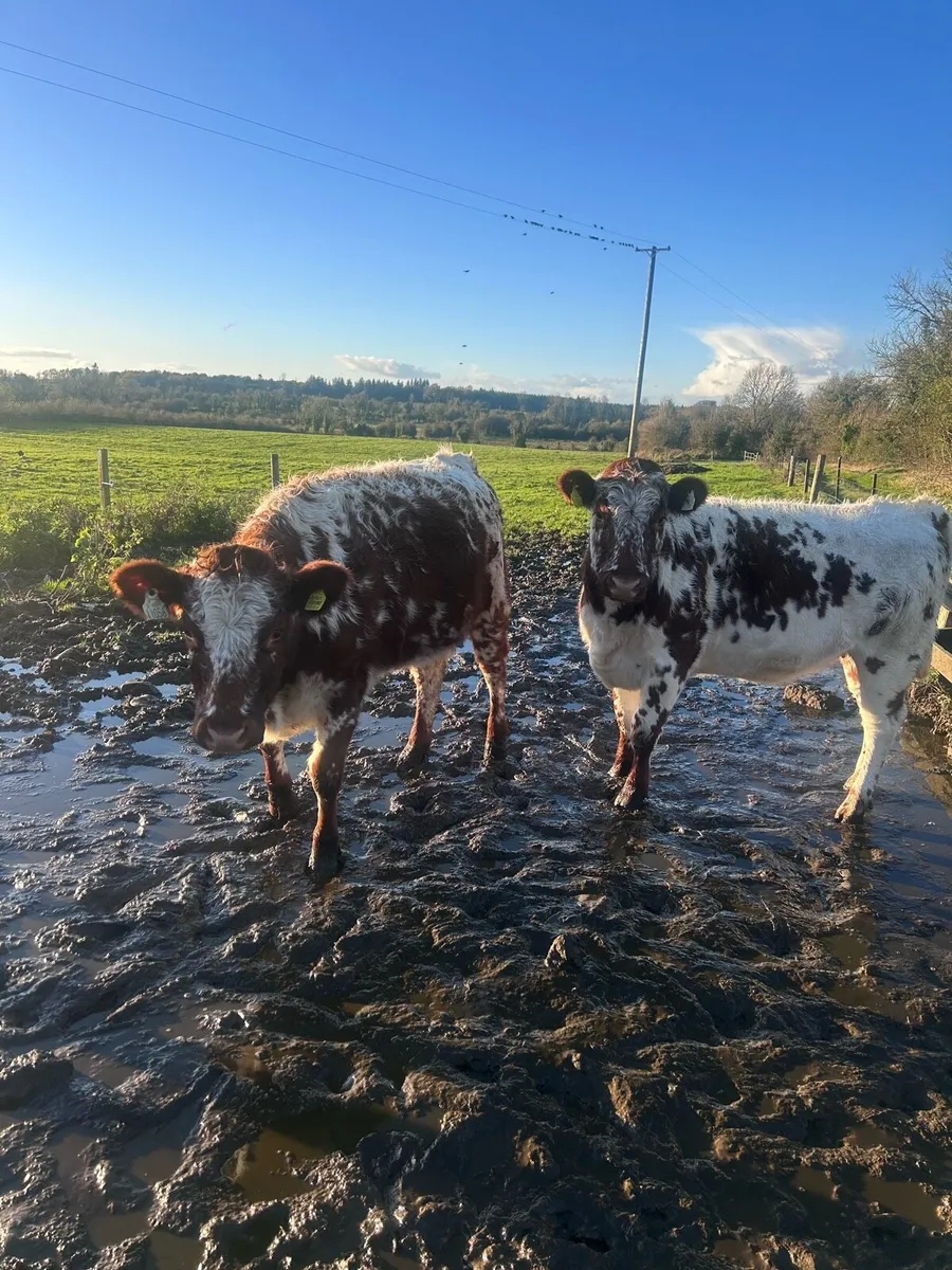 4 Heifers - Image 4