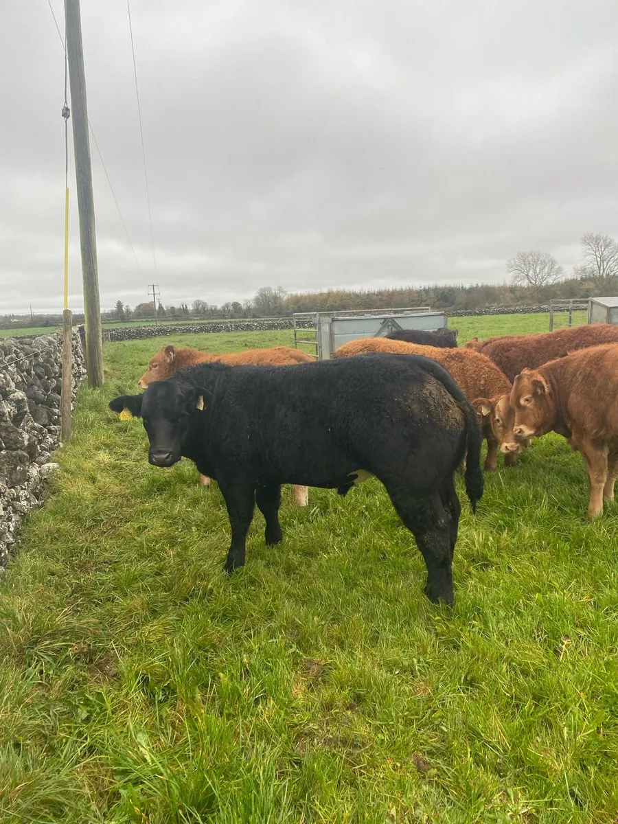 Weanlings for gort lot 106-112 - Image 1