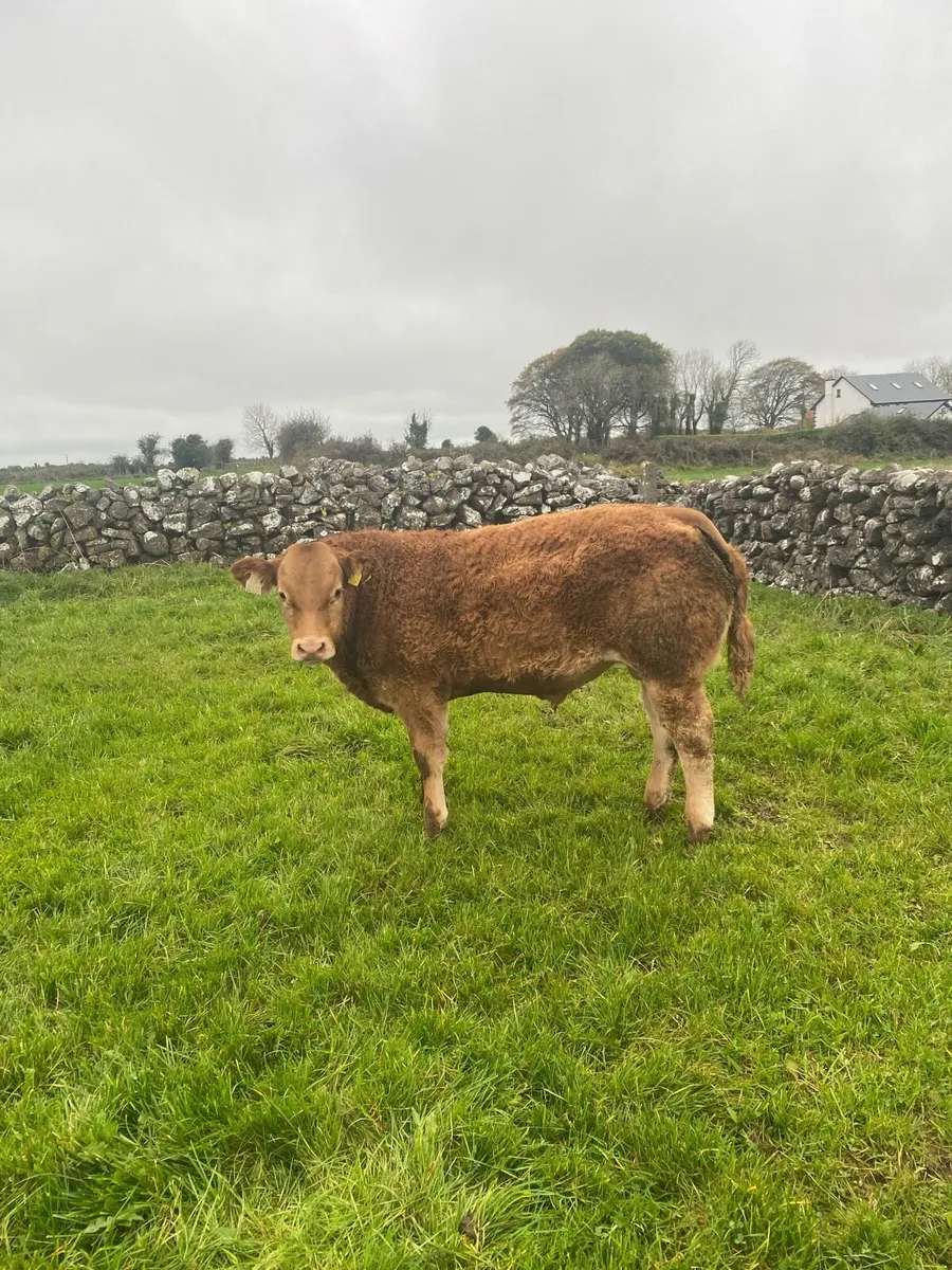 Weanlings for gort lot 106-112 - Image 2