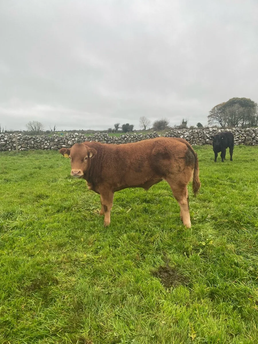 Weanlings for gort lot 106-112 - Image 3