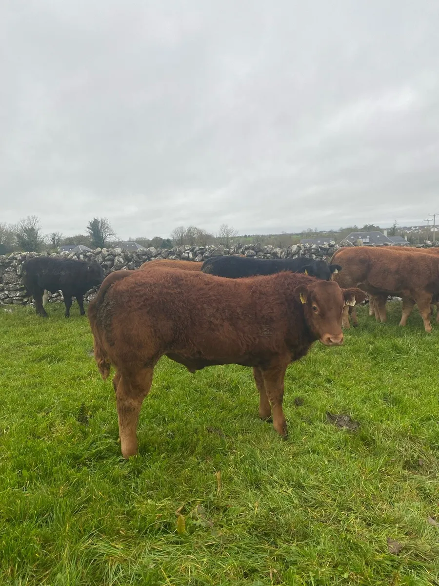 Weanlings for gort lot 106-112 - Image 4