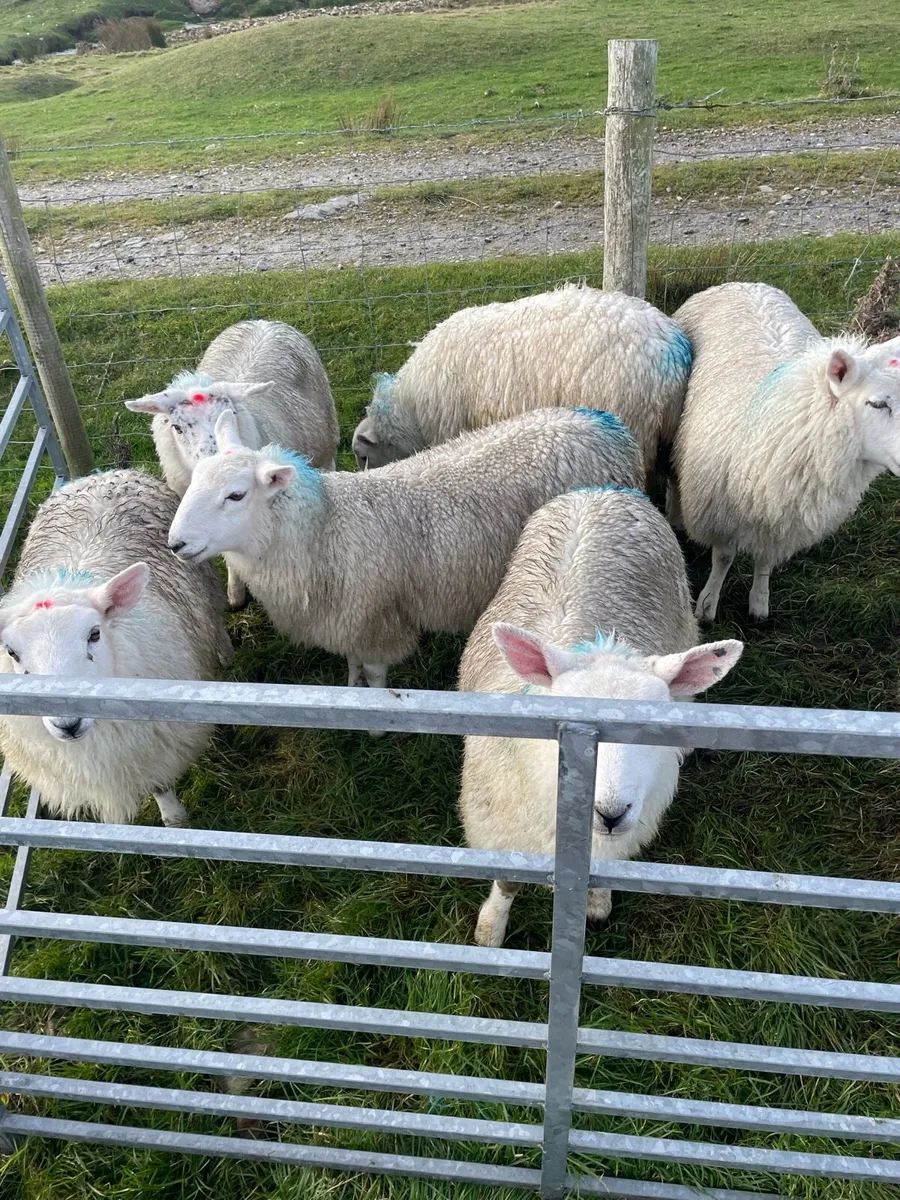 Lambs - Image 2