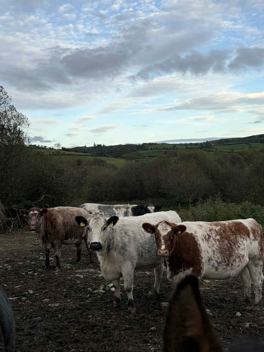 Organic incalf suckler Macroom Mart 1st November - Image 1