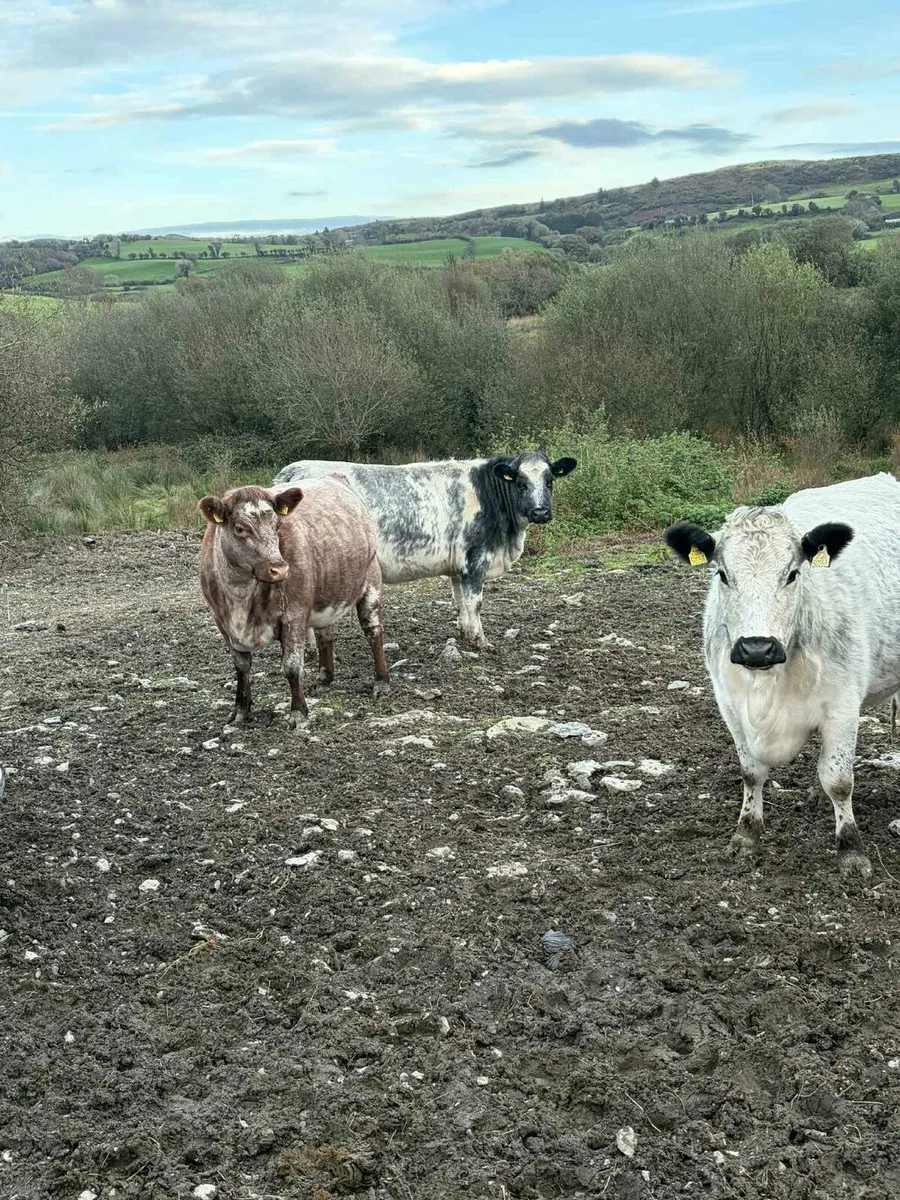 Organic incalf suckler Macroom Mart 1st November - Image 2