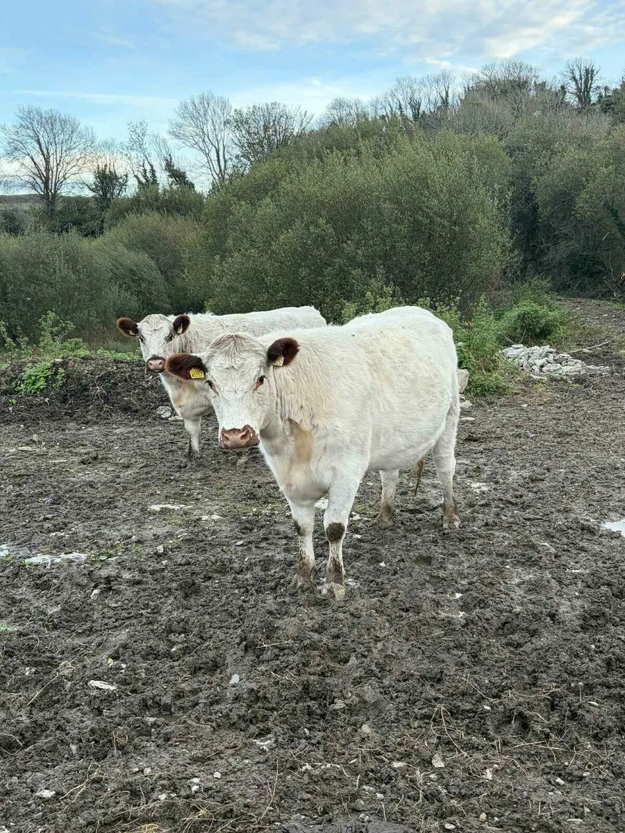 Organic incalf suckler Macroom Mart 1st November - Image 4