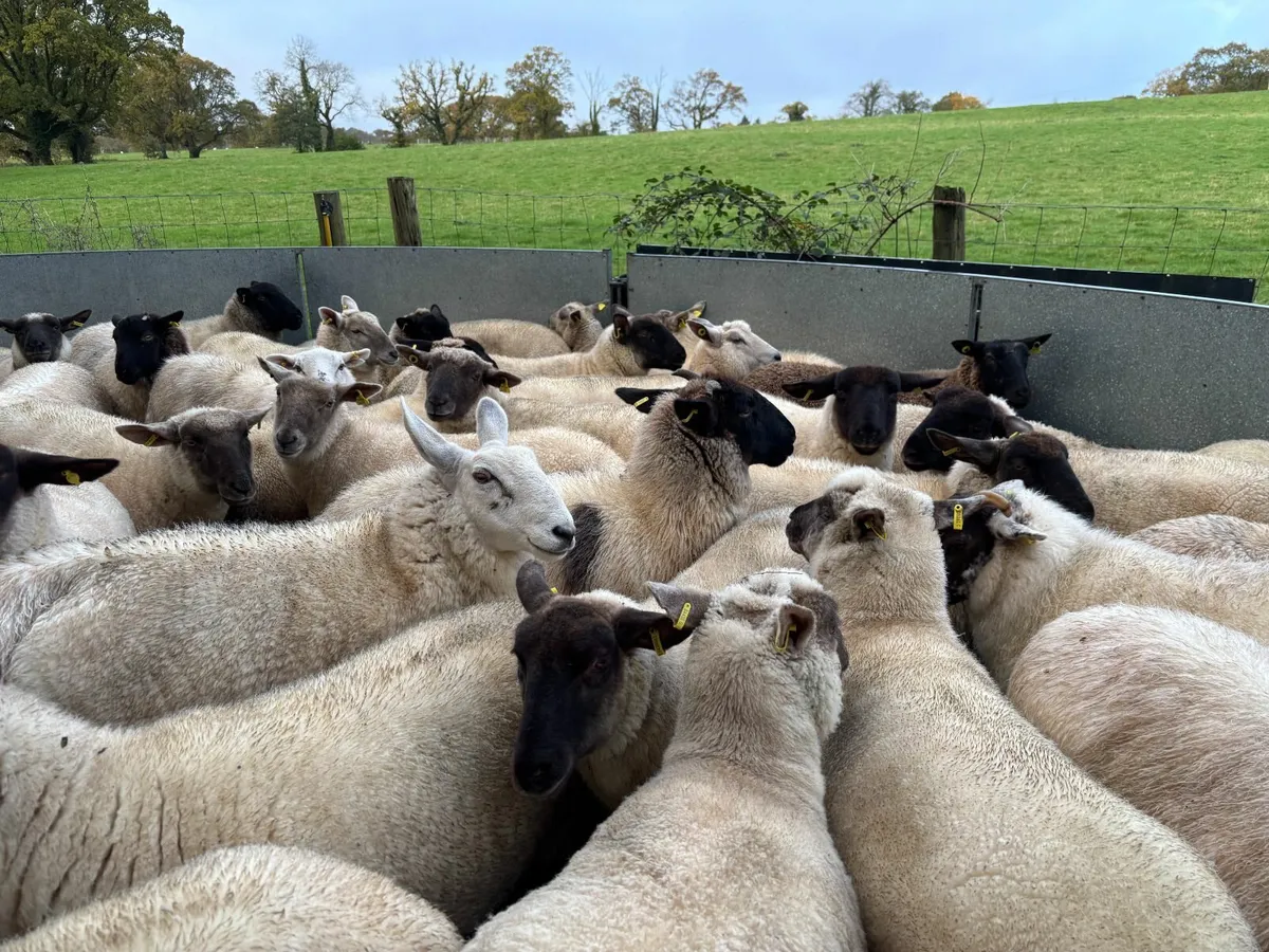 Hogget sheep for sale