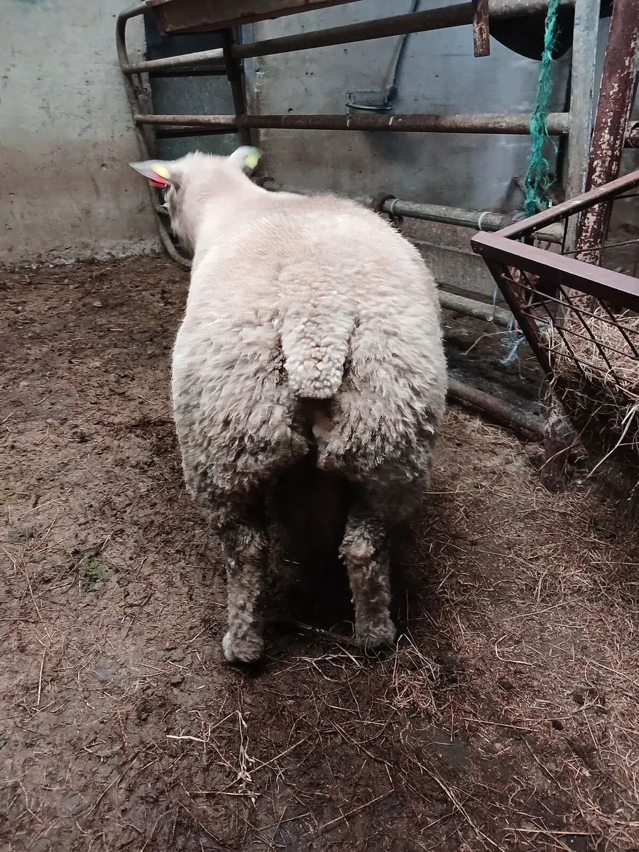 Purebred Registered Charlollais SIS 🌟 rated - Image 1