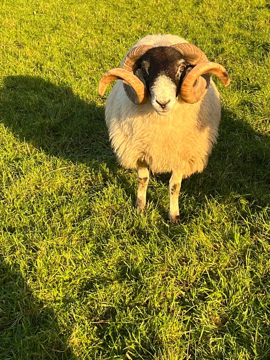 Perth Horned Ram SIS Approved ✅ - Image 2