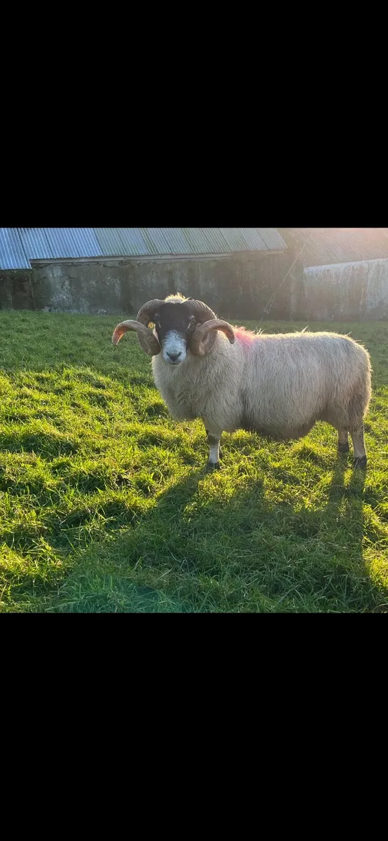 Perth Horned Ram SIS Approved ✅ - Image 3