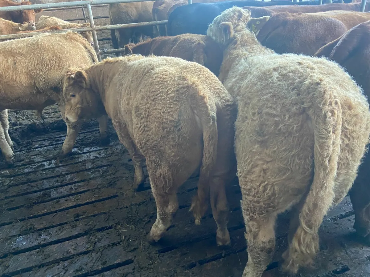 6 Super CH weanling bulls Vacd & Exp tested - Image 1