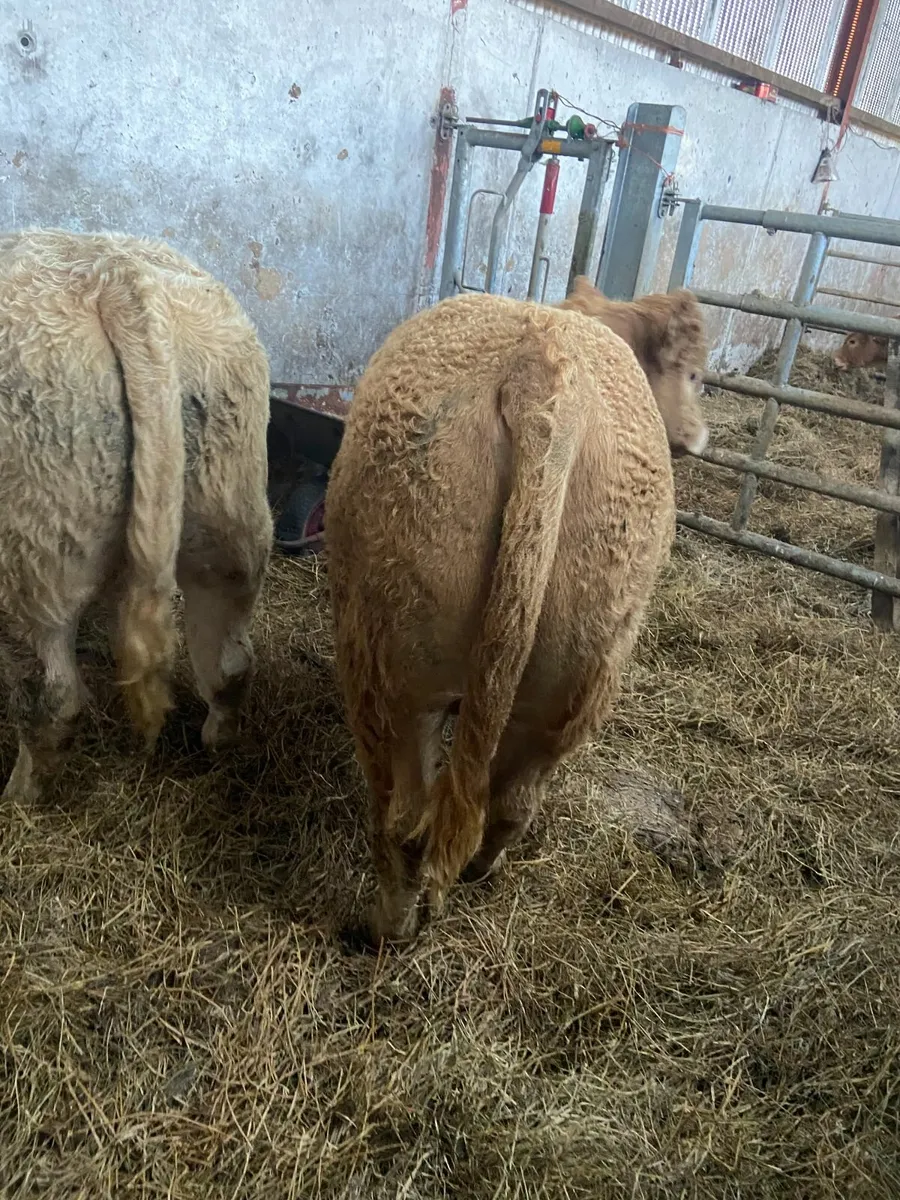 6 Super CH weanling bulls Vacd & Exp tested - Image 2