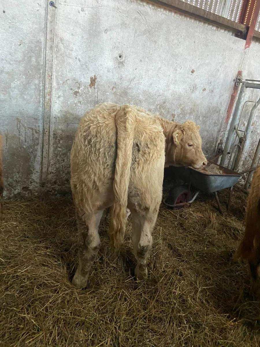 6 Super CH weanling bulls Vacd & Exp tested - Image 3