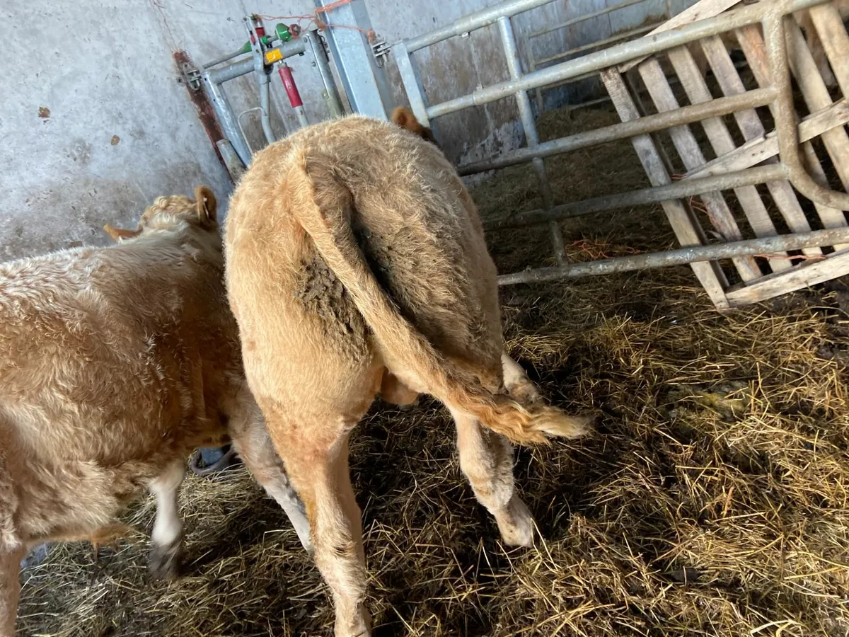 6 Super CH weanling bulls Vacd & Exp tested - Image 4