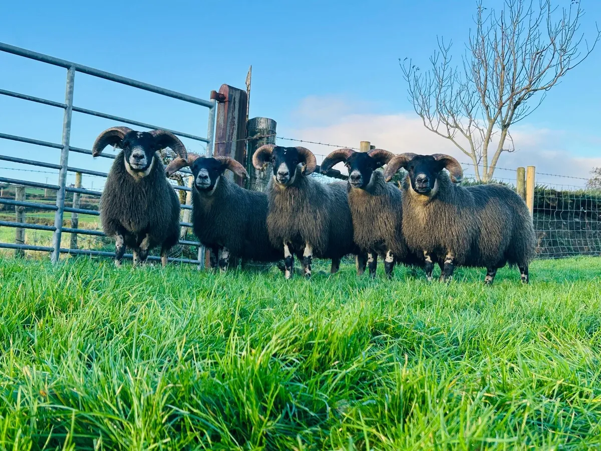 Lanark Ram Lambs - Image 1