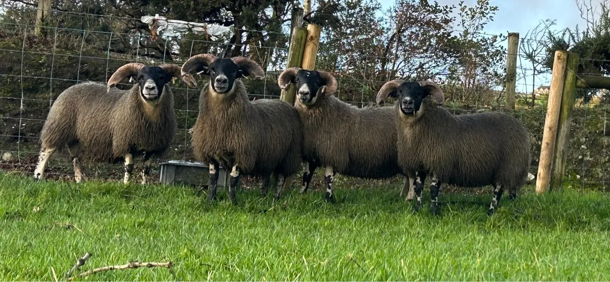 Lanark Ram Lambs - Image 2