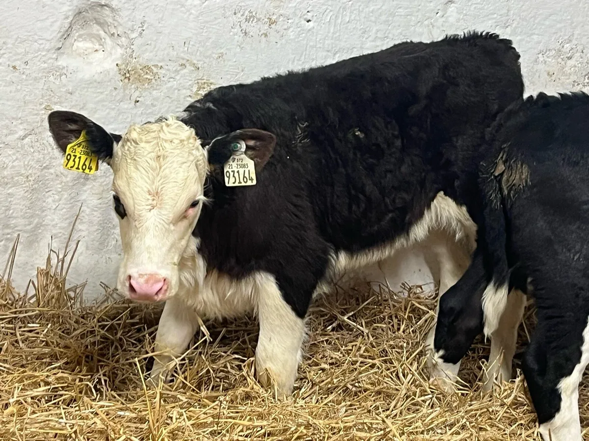 Super Hereford Bull Calves - Image 1