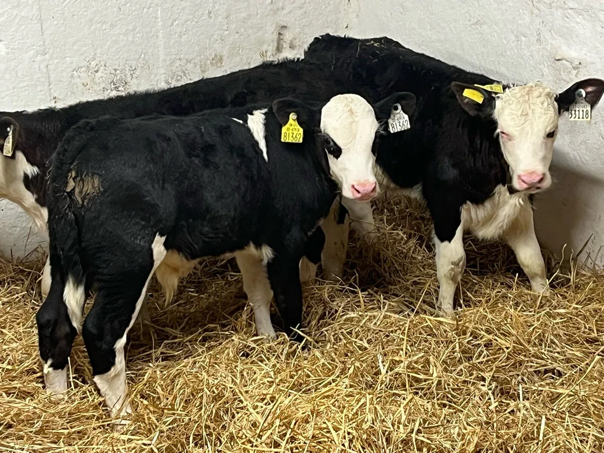 Super Hereford Bull Calves - Image 2
