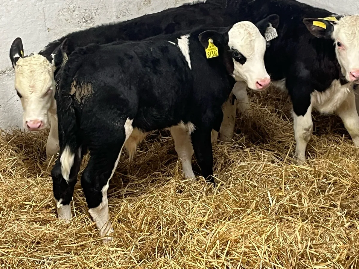 Super Hereford Bull Calves - Image 3