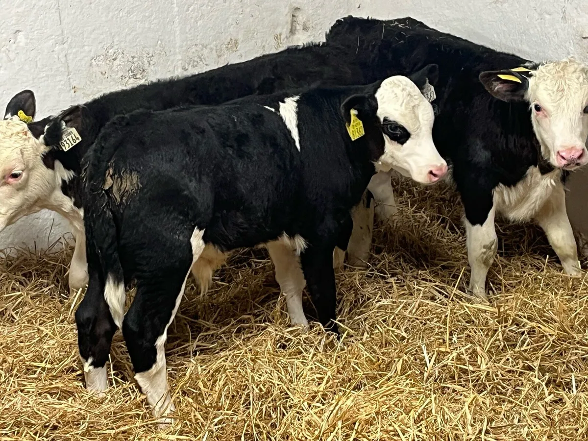 Super Hereford Bull Calves - Image 4