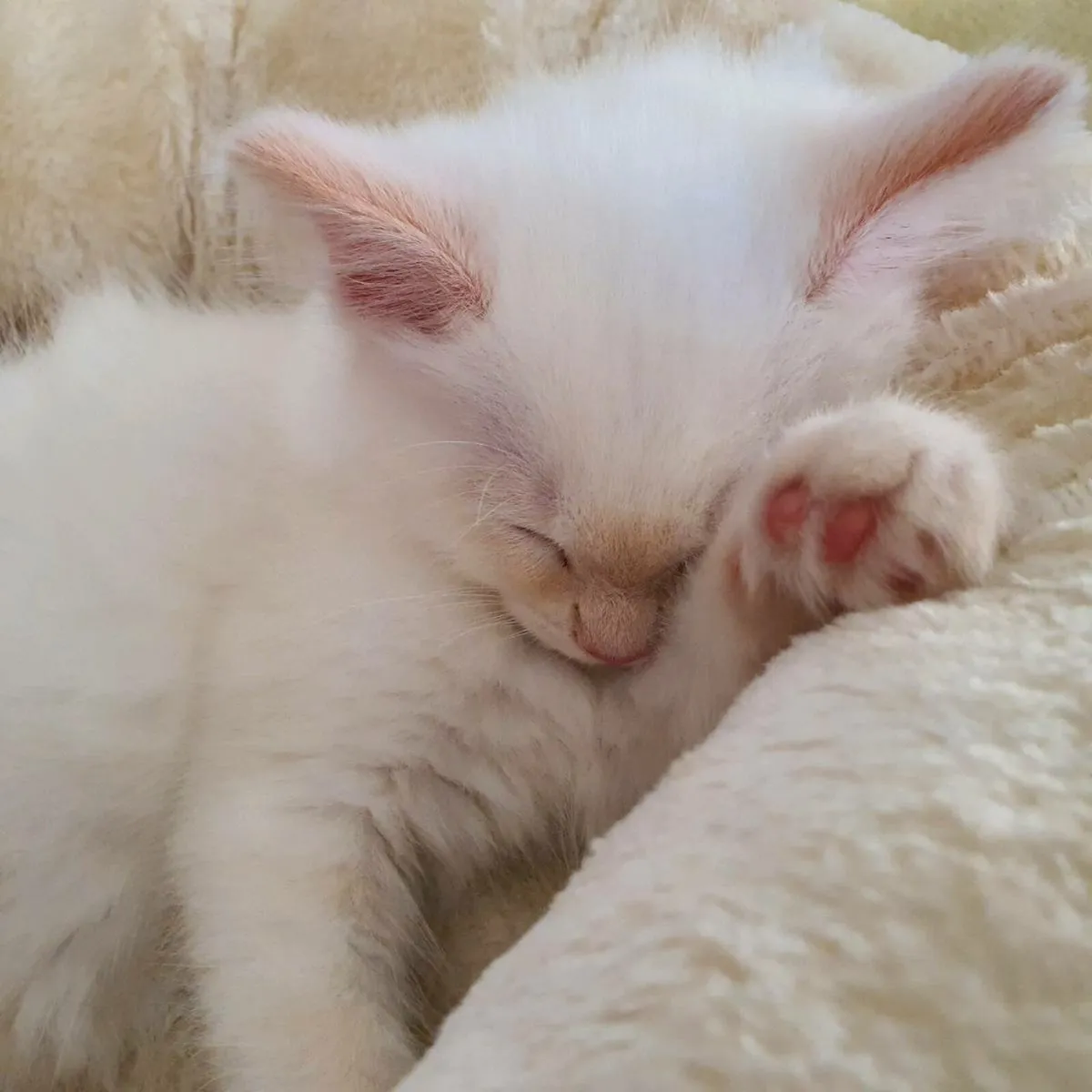 Kitten. Ragdoll x Maine Coon x Ragdoll - Image 2