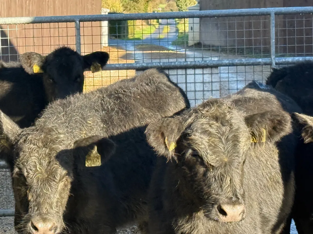 5 ABERDEEN ANGUS HEIFERS ( 180 KGS ) - Image 3