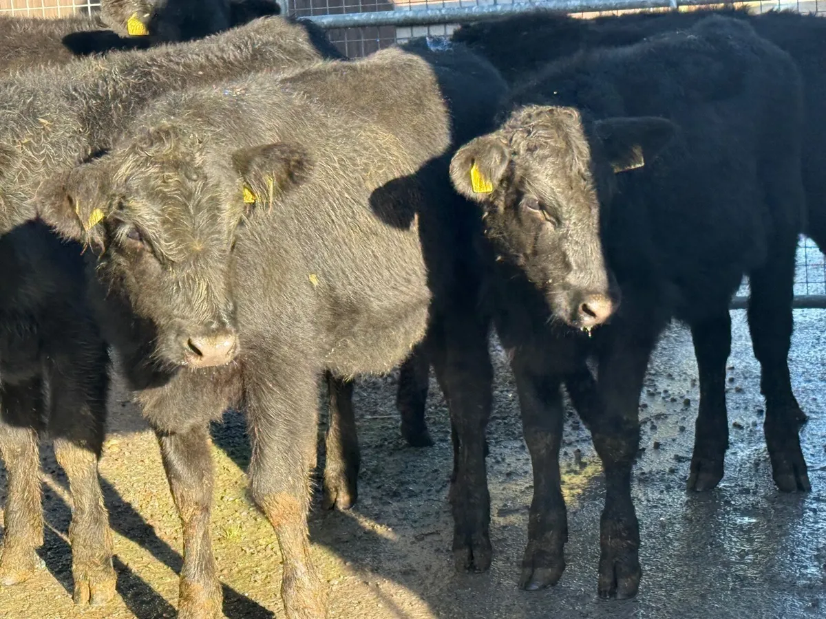 5 ABERDEEN ANGUS HEIFERS ( 180 KGS ) - Image 2