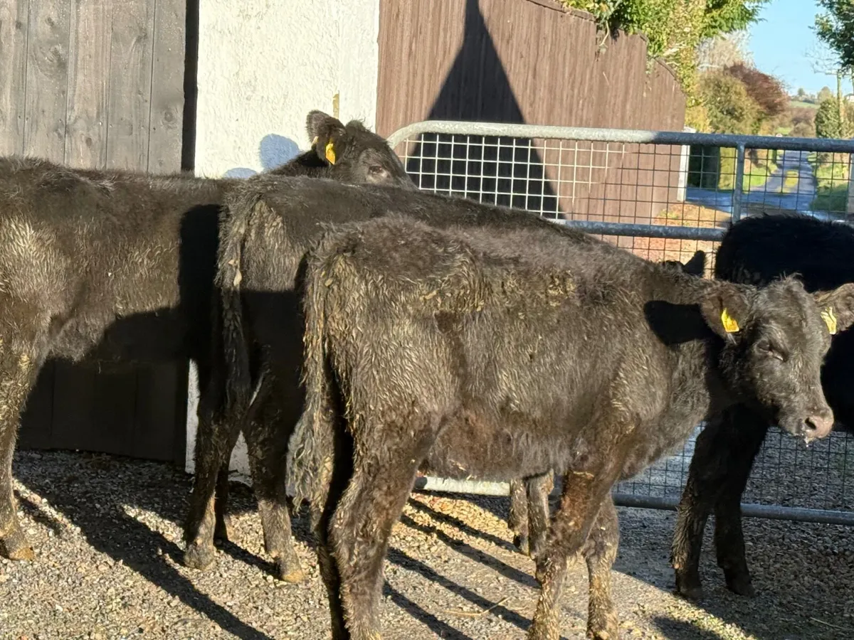 5 ABERDEEN ANGUS HEIFERS ( 180 KGS ) - Image 4