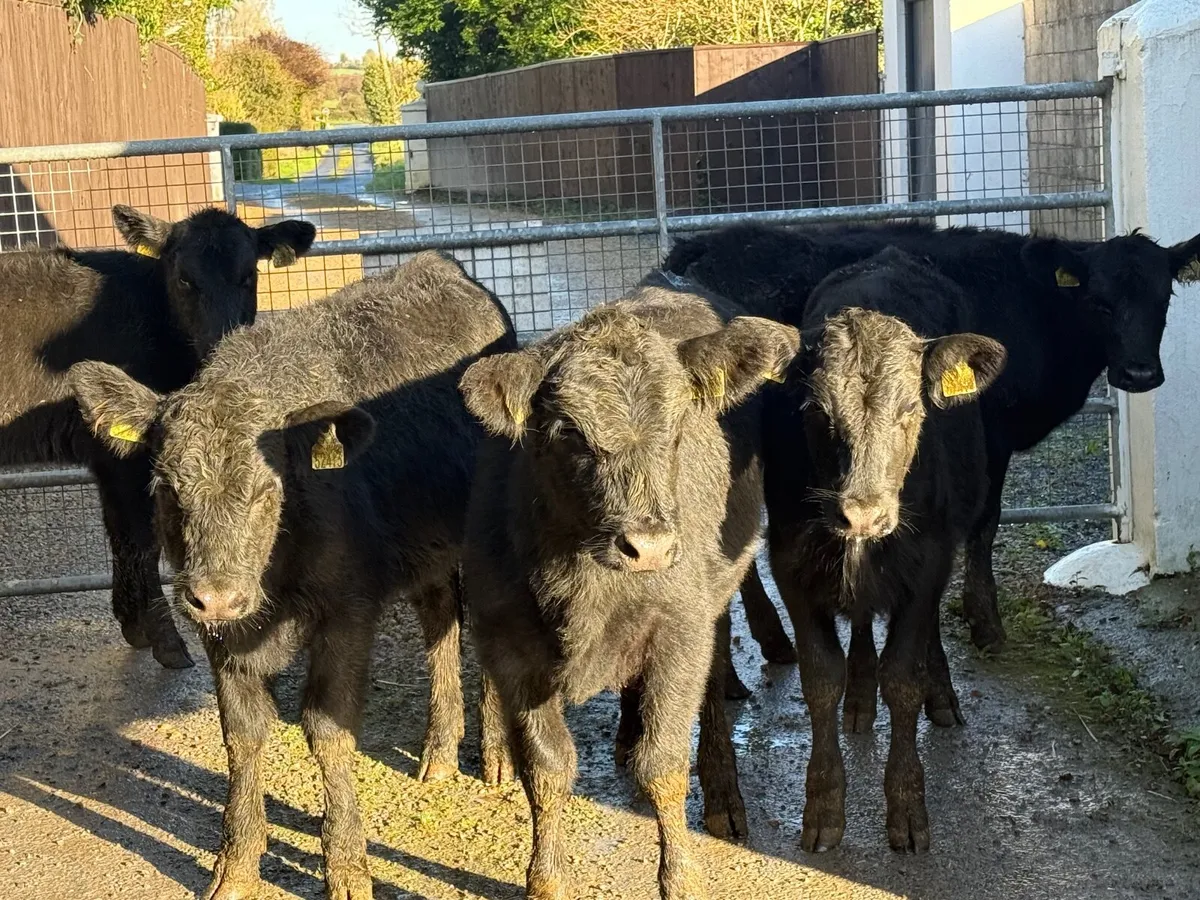 5 ABERDEEN ANGUS HEIFERS ( 180 KGS ) - Image 1