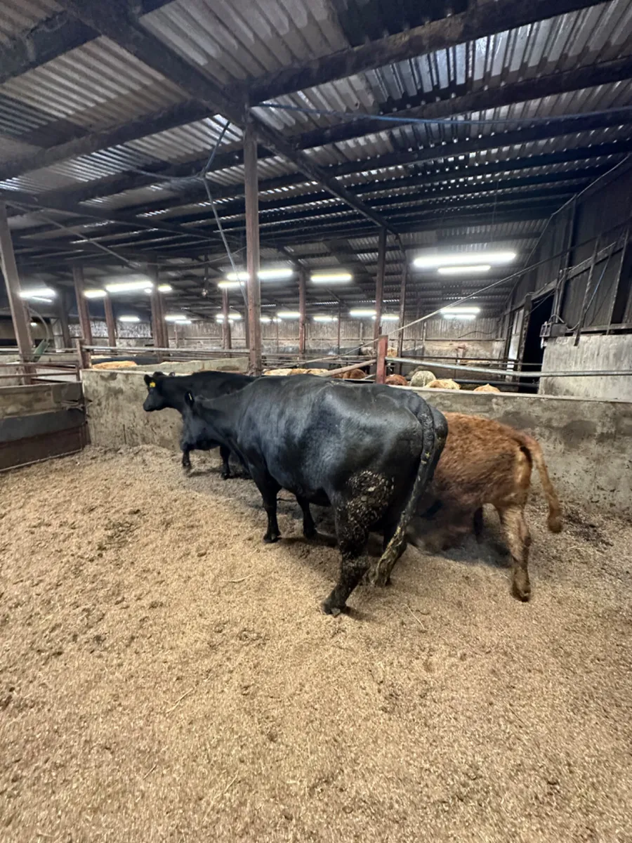 Angus cows and calves - Image 4