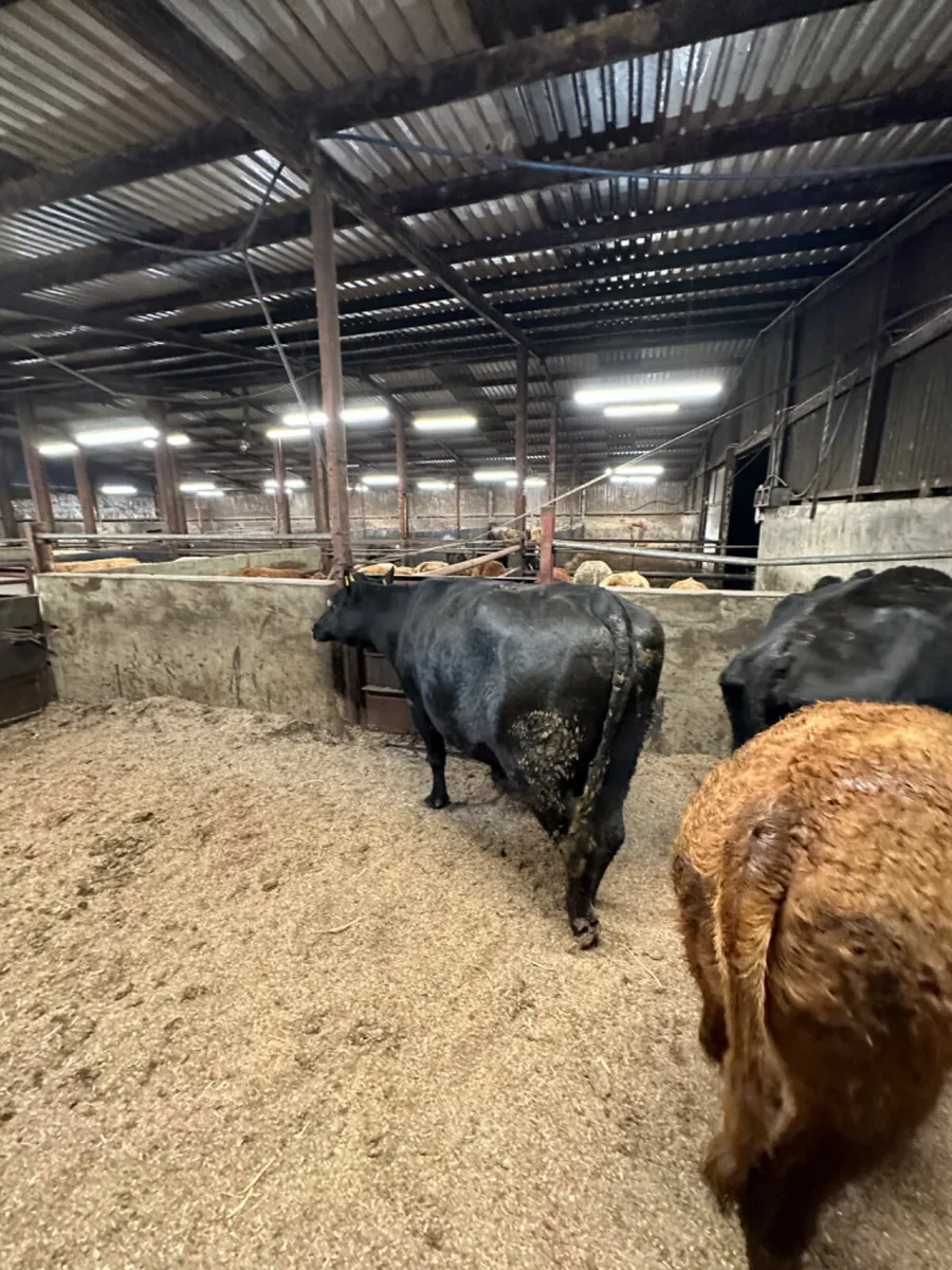 Angus cows and calves - Image 2