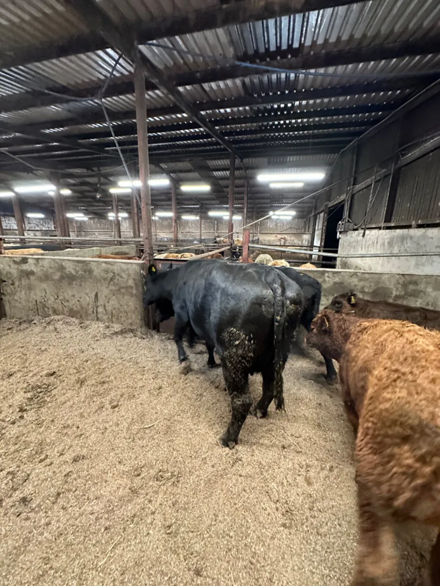 Angus cows and calves - Image 1