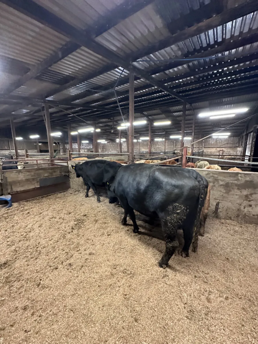 Angus cows and calves - Image 3