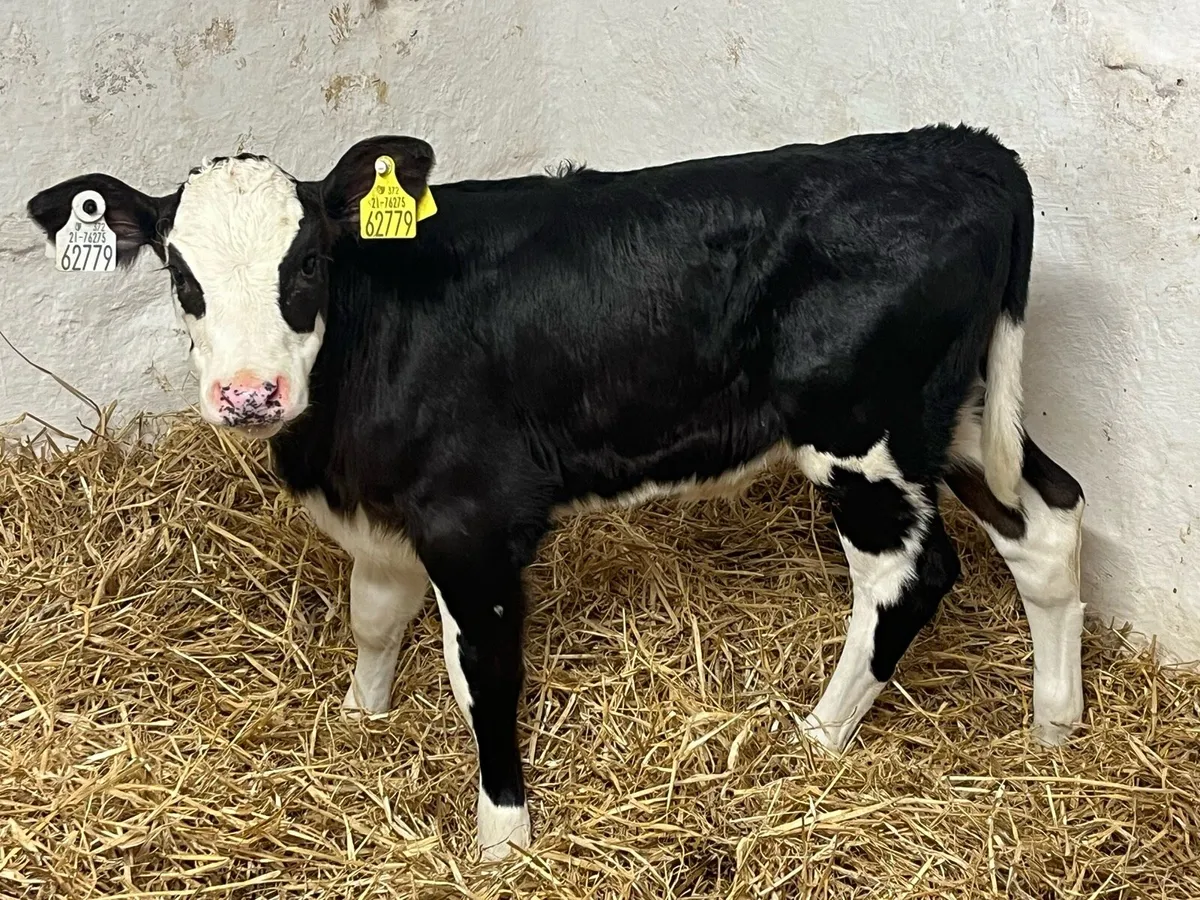 Heifer Calves - Image 1