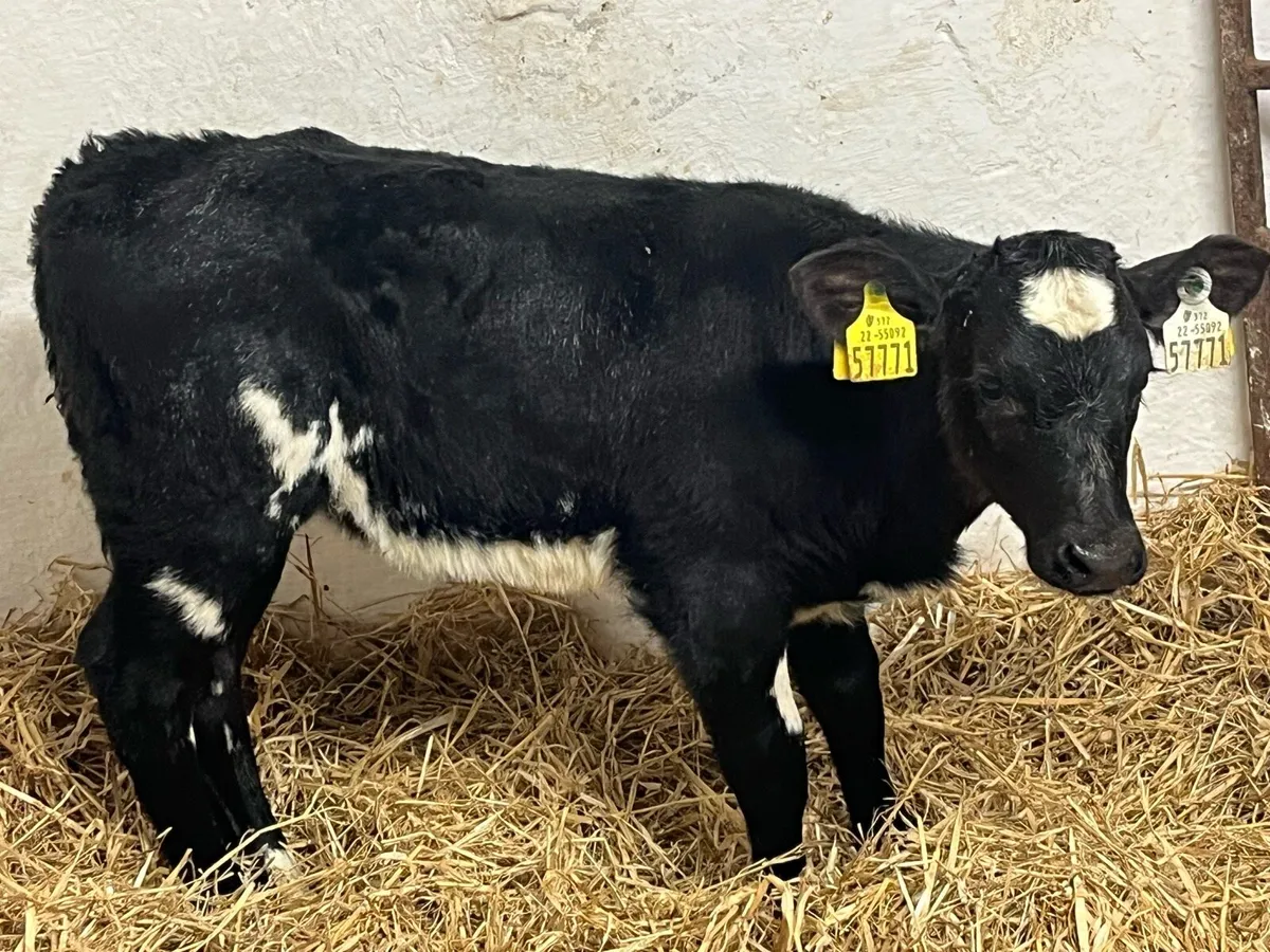 Heifer Calves - Image 2