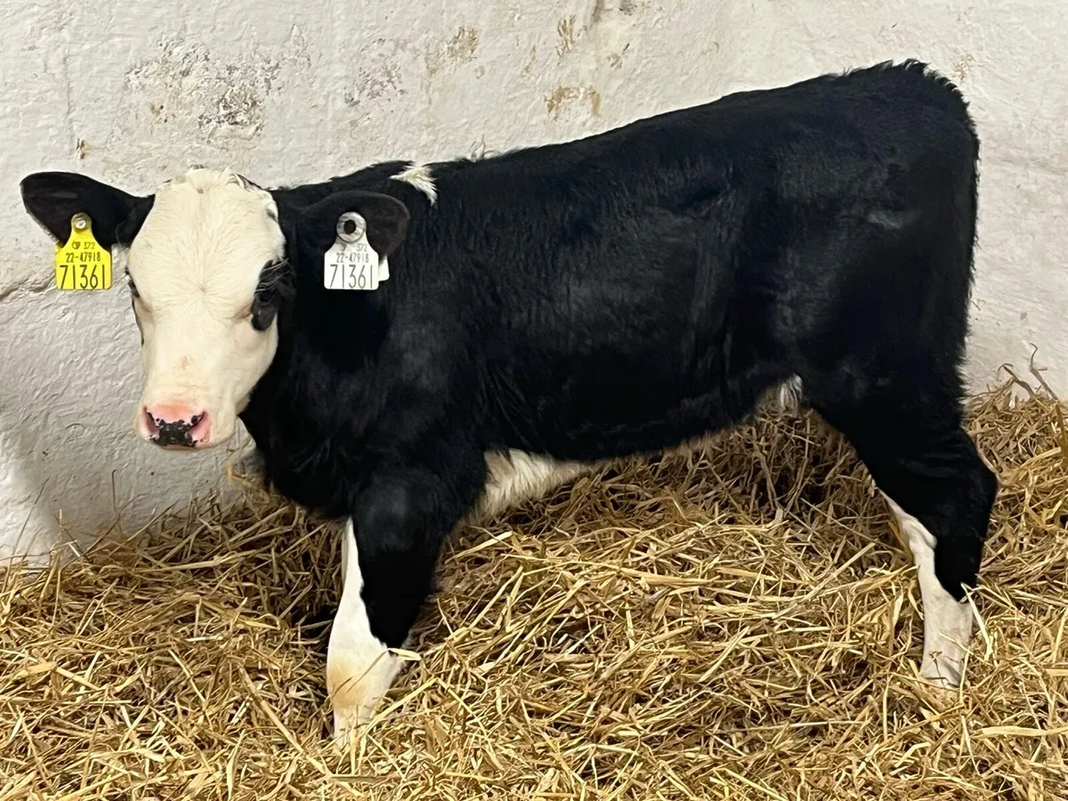 Heifer Calves - Image 3