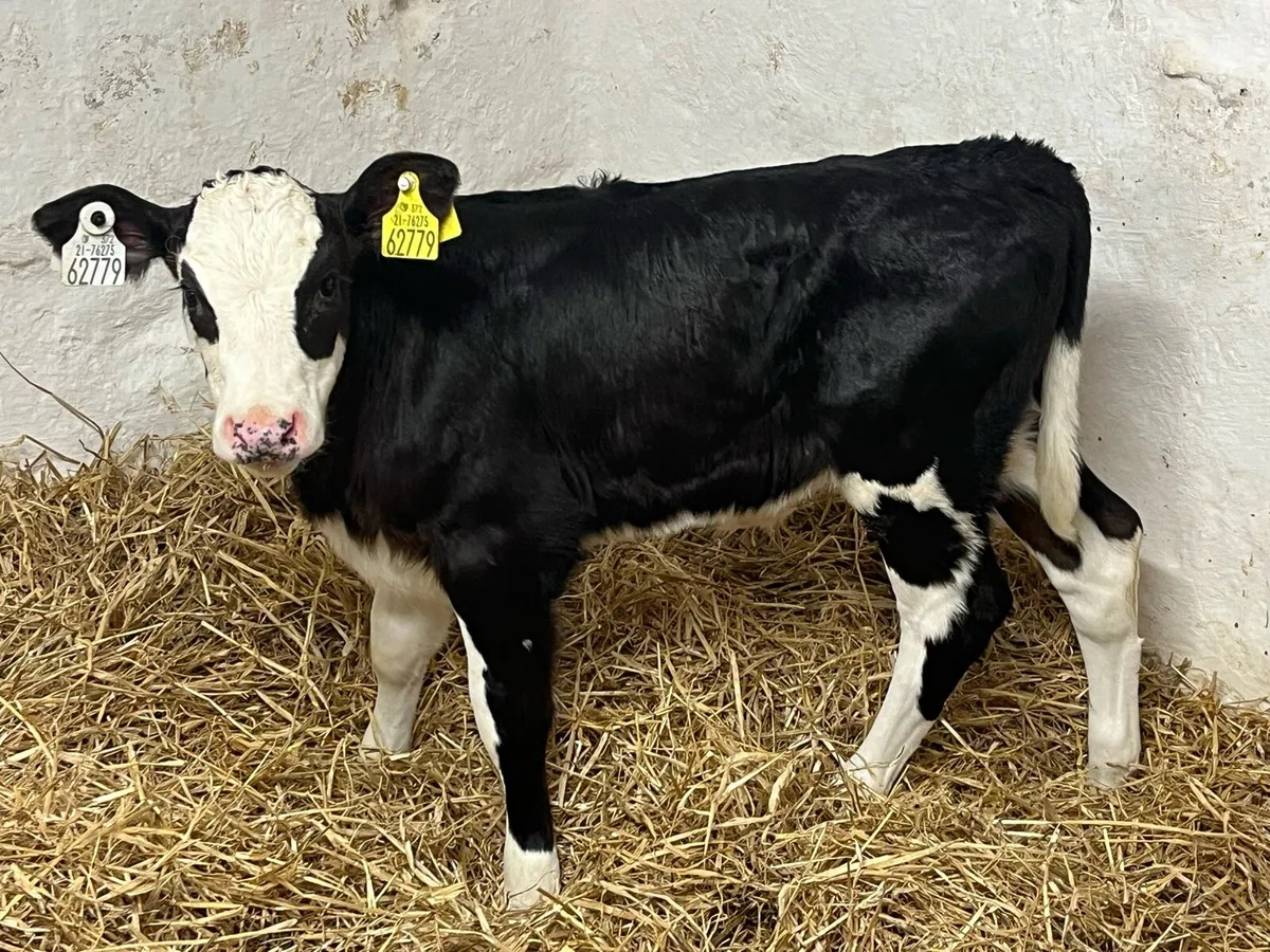 Heifer Calves - Image 4