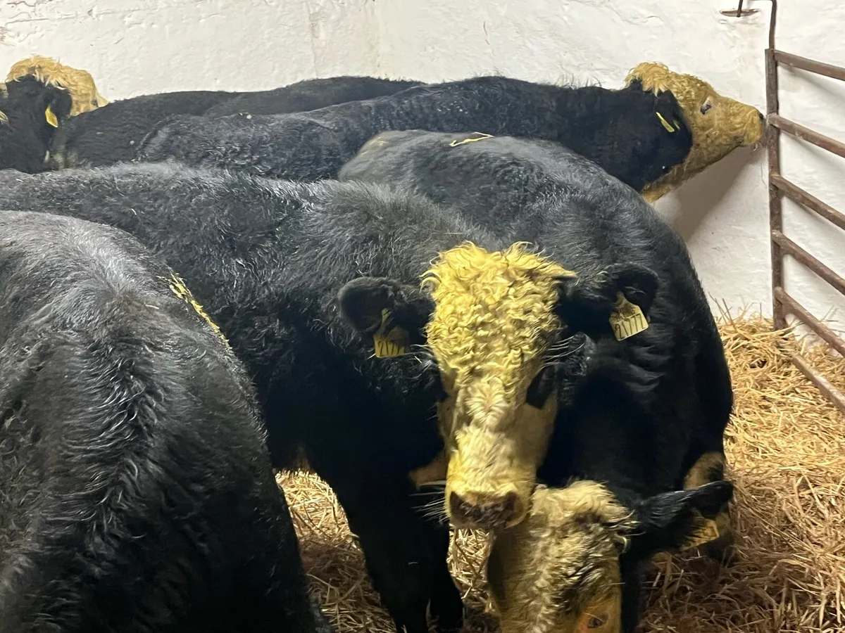 Super Bucket Fed Hereford Bull Weanlings - Image 2