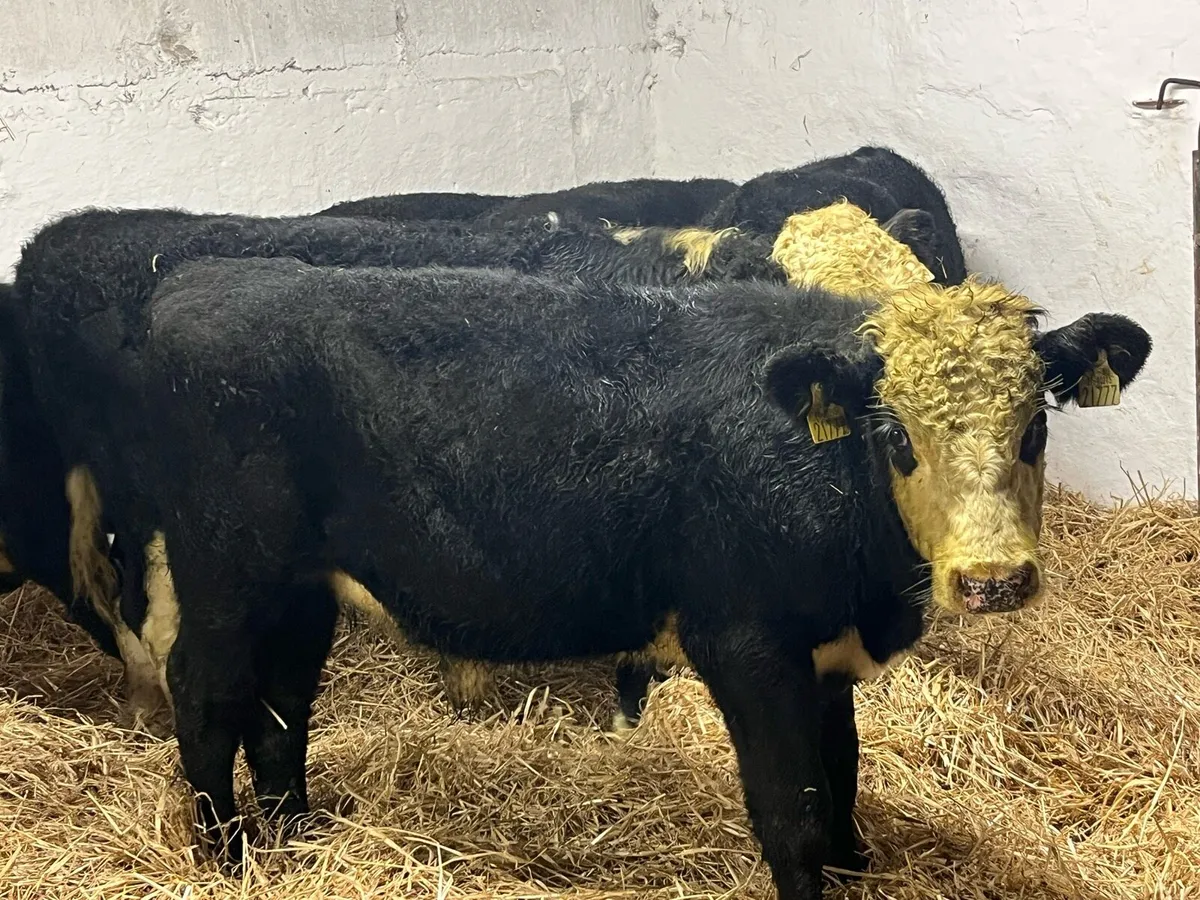 Super Bucket Fed Hereford Bull Weanlings - Image 1