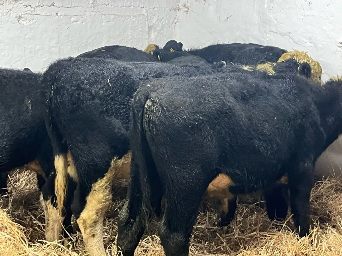 Super Bucket Fed Hereford Bull Weanlings - Image 3