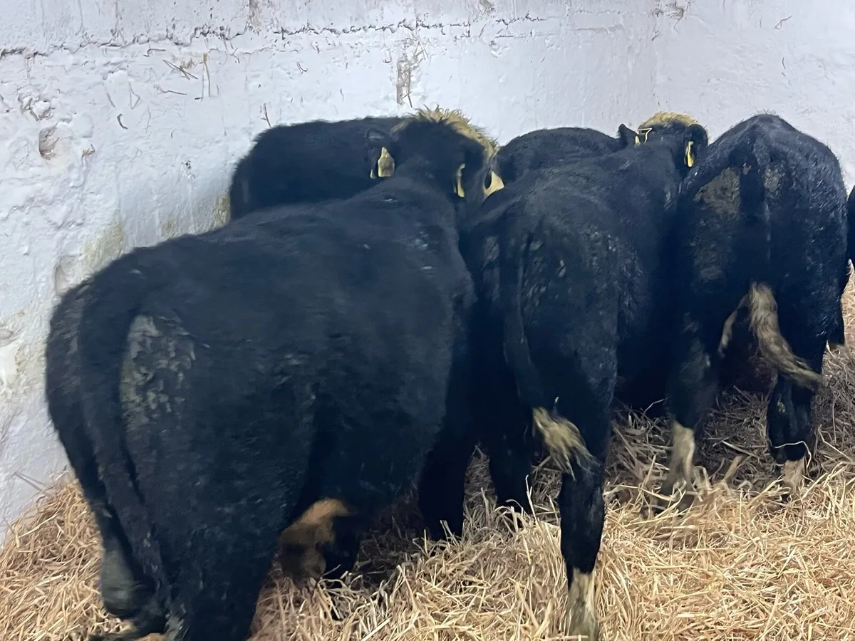 Super Bucket Fed Hereford Bull Weanlings - Image 4