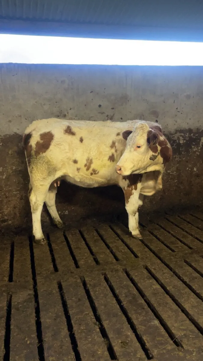 Roan Incalf cow - Image 1